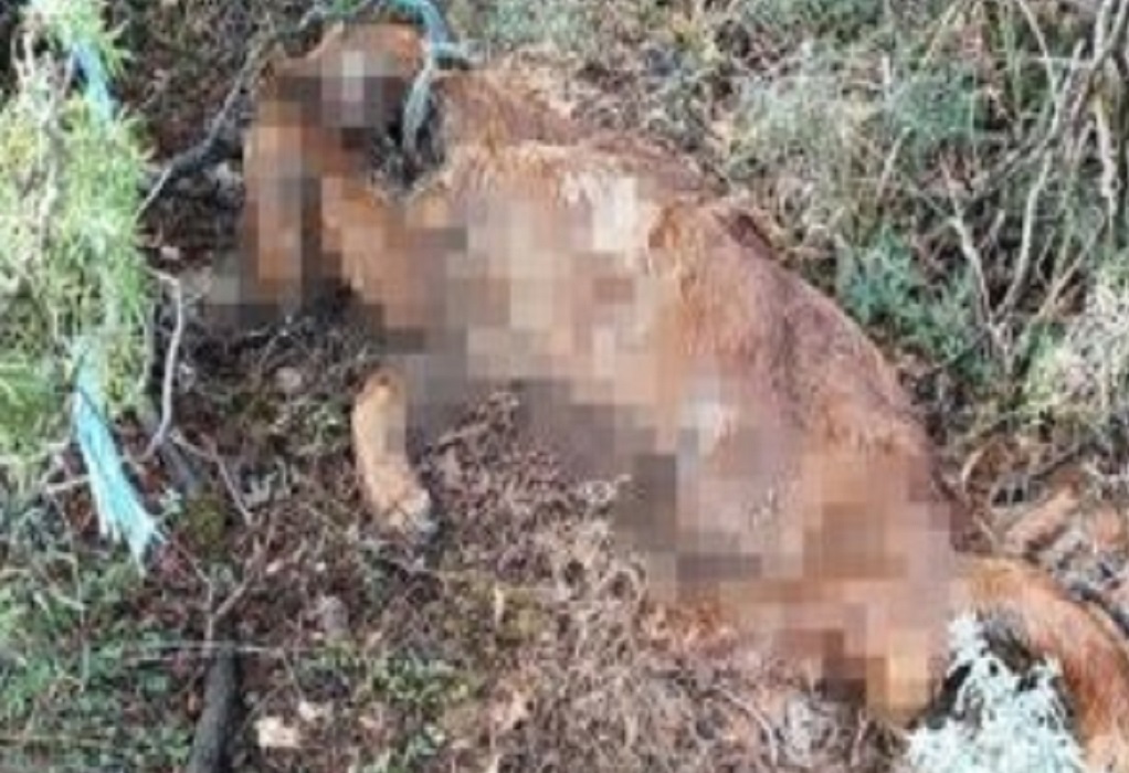 Καστοριά: Εντοπίστηκαν νεκρά σκυλιά – Επικηρύχθηκε με 1.000 ευρώ ο δράστης (VIDEO) 