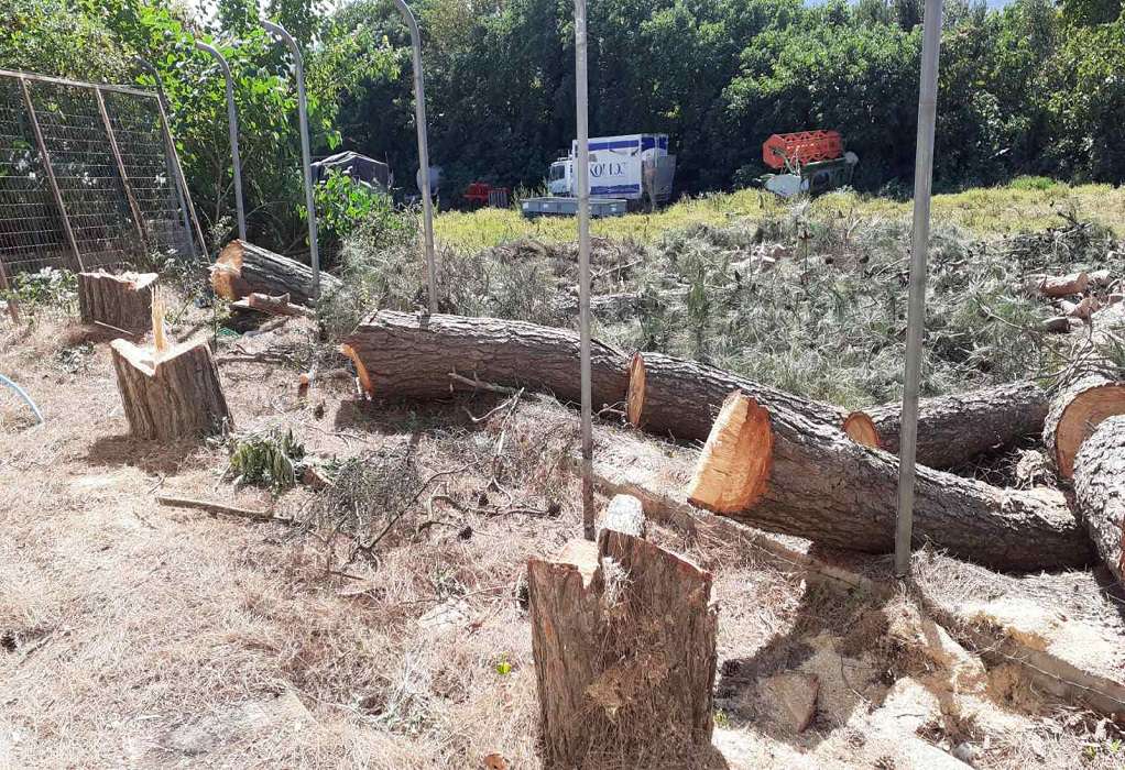 Κόπηκαν δεκάδες επικίνδυνα δέντρα σε Ωραιόκαστρο, Καλλιθέα, Μυγδονία (ΦΩΤΟ)