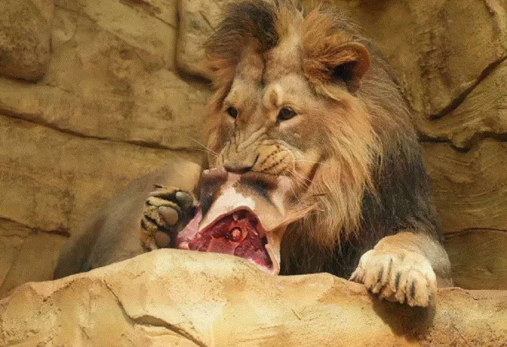 Τσεχία: Ζωολογικός κήπος τάισε στα λιοντάρια νεκρή καμηλοπάρδαλη από ευθανασία