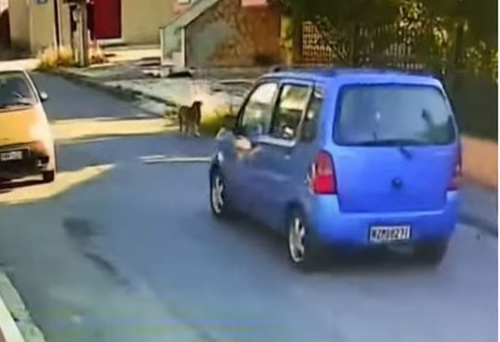 Ταυτοποιήθηκε η οδηγός που παρέσυρε και εγκατέλειψε τον σκύλο στη Θεσσαλονίκη (VIDEO)