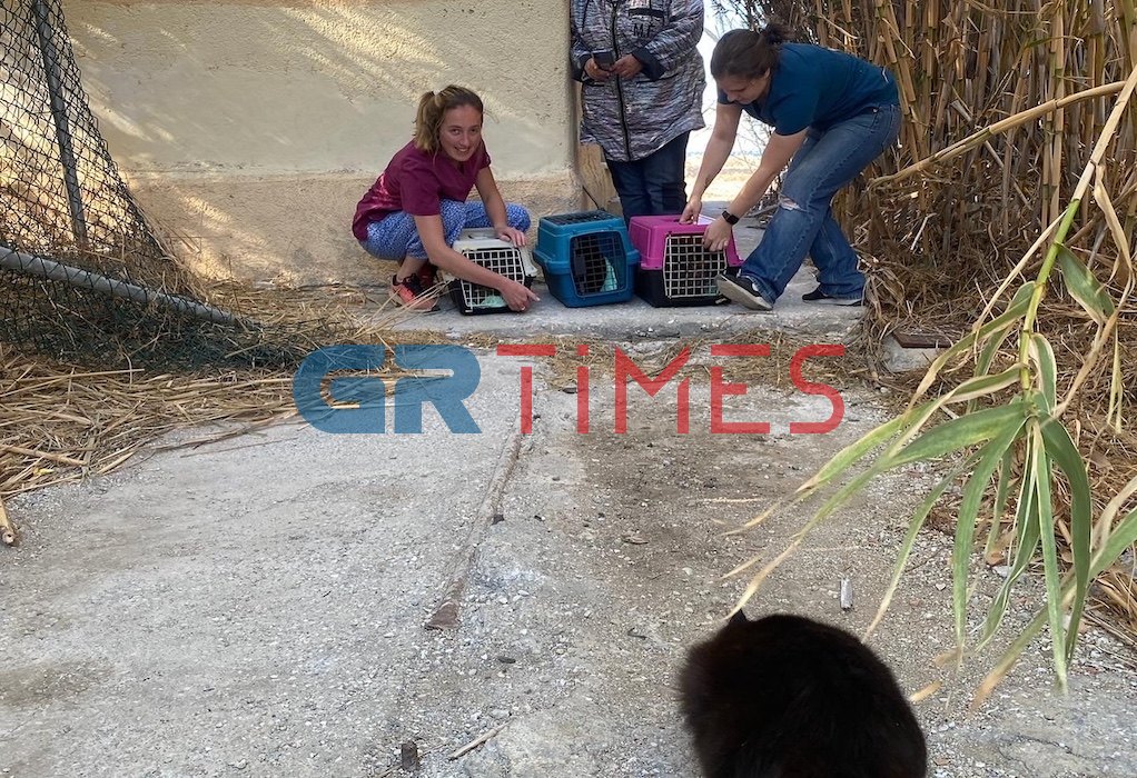Πρόγραμμα για τα αδέσποτα γατάκια του νησιού των ανέμων: Εθελοντική δράση για σήμανση, στείρωση και εμβολιασμό στη νήσο Δήλο