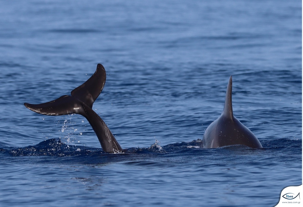 Τα δελφίνια του Θερμαϊκού Κόλπου – Σημαντική η εμφάνιση του είδους Delphinus delphis