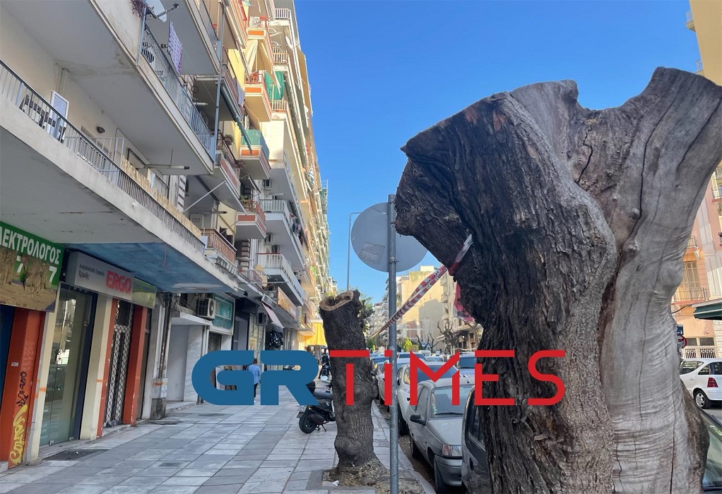 Θ. Ζάγκας στο GRTimes: Η Θεσσαλονίκη έχει καταντήσει… άδενδρη πόλη – Τι λέει για την κοπή δέντρων (ΗΧΗΤΙΚΟ)