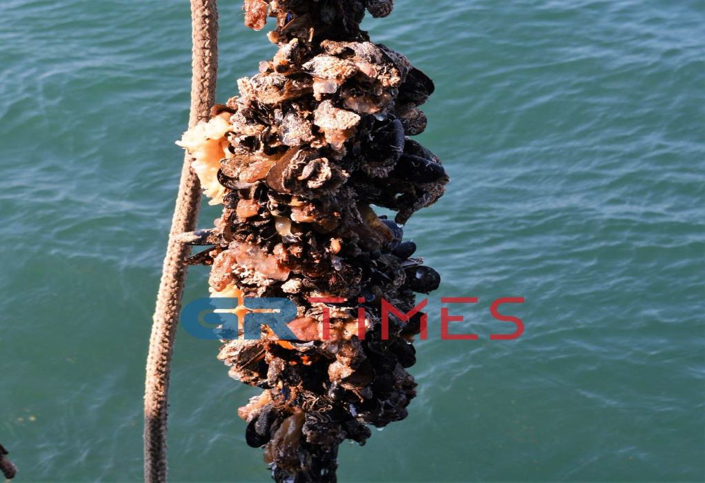«Βραχνάς» για τους μυδοκαλλιεργητές του Θερμαϊκού Κόλπου οι θαλάσσιες φούσκες (ΦΩΤΟ)