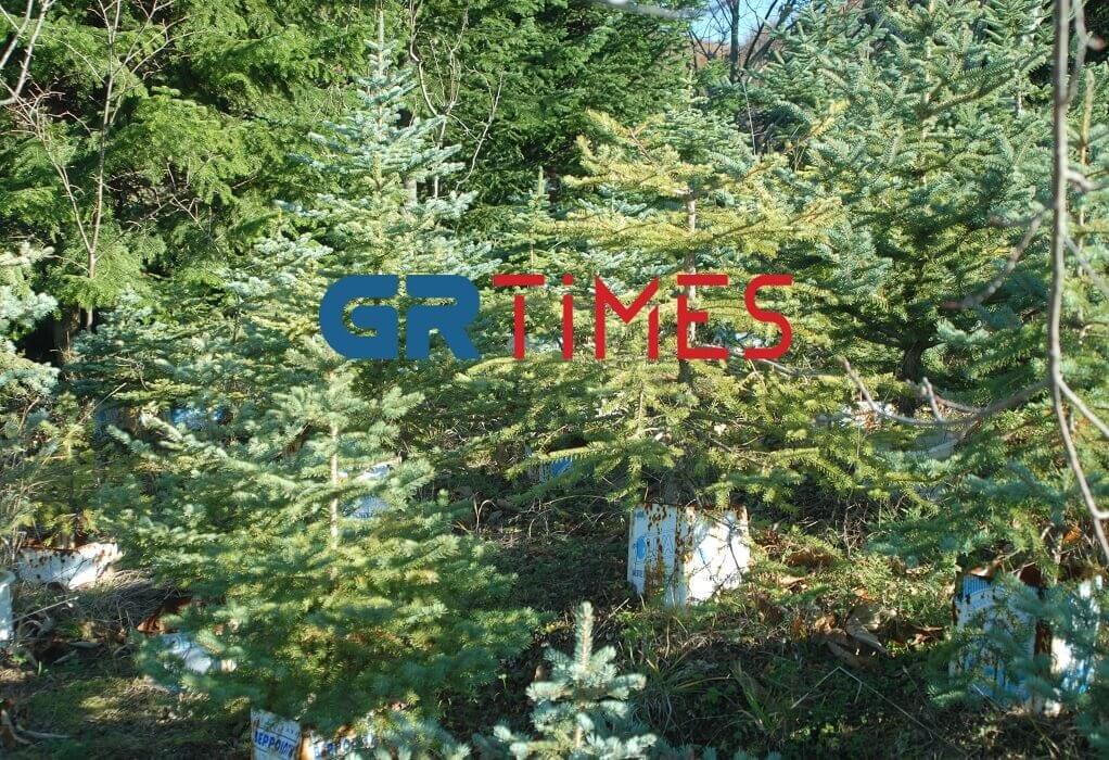 Ταξιάρχης Χαλκιδικής: 35.500 Χριστουγεννιάτικα δέντρα θα ταξιδέψουν σε Ελλάδα και εξωτερικό