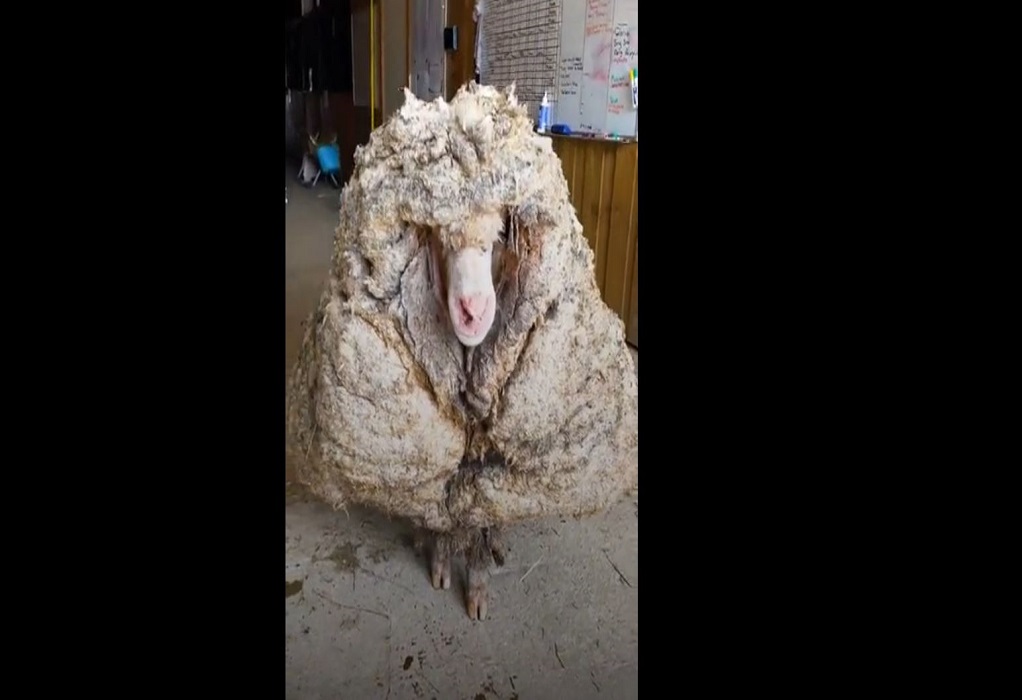 Αυστραλία: Εντοπίστηκε πρόβατο… μαμούθ (VIDEO)