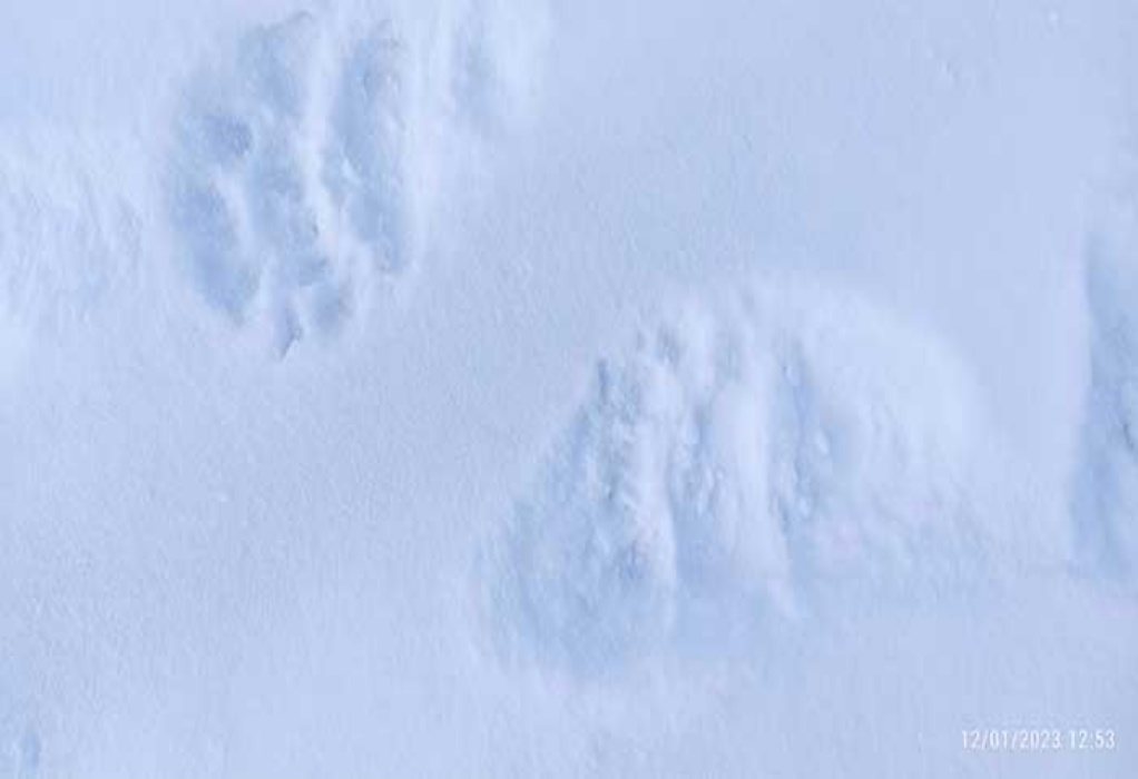 Αρκούδα «βόλταρε» στο Χιονοδρομικό Κέντρο Βασιλίτσας (ΦΩΤΟ) 