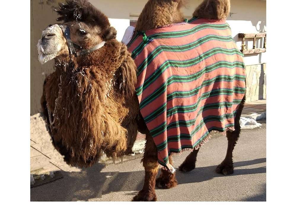 «Μπάμπιντεν» χωρίς τον «Ζαχαρία»: Απεβίωσε η γνωστή Βακτριανή καμήλα στην Πετρούσα Δράμας