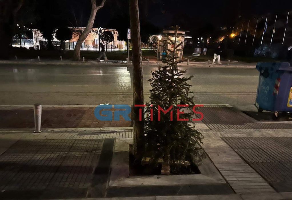 Θεσσαλονίκη: «Οικολόγοι» ξεκίνησαν… δενδροφυτεύσεις με χριστουγεννιάτικα έλατα! (ΦΩΤΟ-VIDEO)