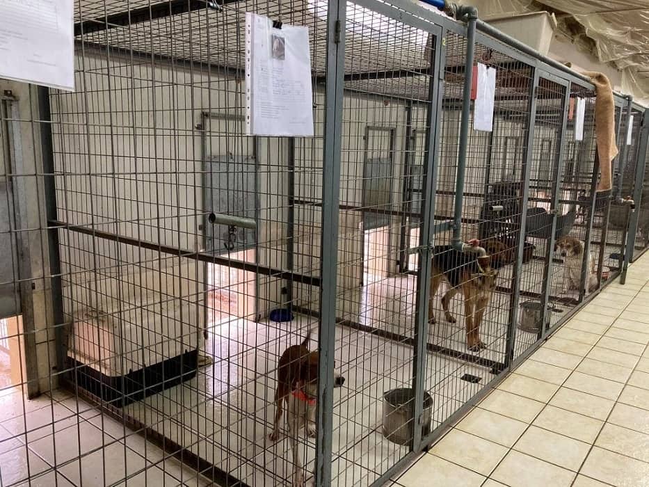 Δήμος Ιωαννιτών: Πρωταγωνιστεί πανελλαδικά στις υιοθεσίες αδέσποτων ζώων