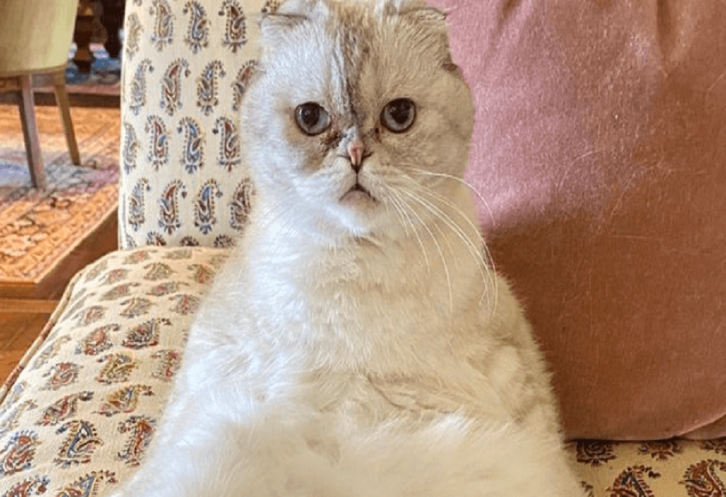 Tα πλουσιότερα κατοικίδια στον κόσμο- Η γάτα της Τέιλορ Σουίφτ στην τρίτη θέση