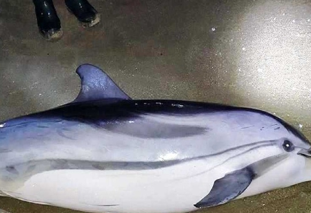 Καβάλα: Δελφίνι δυο μέτρων ξεβράστηκε στην παραλία της Νέας Καρβάλης (ΦΩΤΟ)