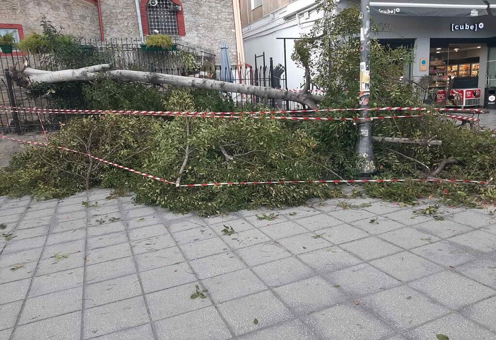 Δήμος Θεσσαλονίκης: Οκτώ πτώσεις δέντρων χθες από τους ισχυρούς ανέμους 