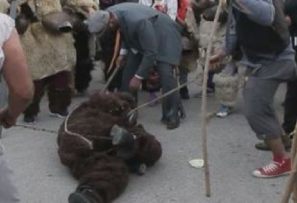 Απόκριες στην Καρδίτσα: Το έθιμο της κλοπής της αρκούδας αναβιώνει στο Αγναντερό (VIDEO)