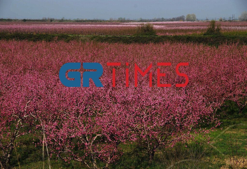Οι Ανθισμένες Ροδακινιές της Βέροιας με τα 8,5 δισ. άνθη τους ‘βάφουν’ τον κάμπο… ροζ