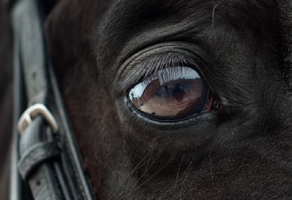 The Lord Of The Rings: Άλογο πέθανε στα γυρίσματα-Αντιδράσεις από φιλοζωικές οργανώσεις