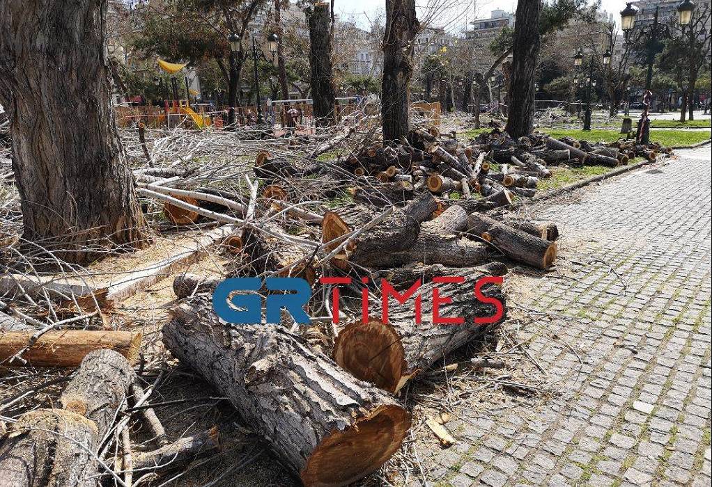 Θεσσαλονίκη: Προσφυγές κατά της κοπής 260 δέντρων σε κεντρικές οδούς της πόλης
