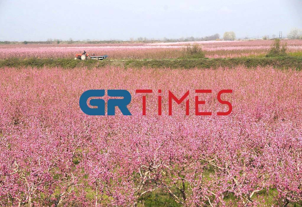 Ανθισμένες Ροδακινιές: Τη ροζ «θάλασσα» του κάμπου περιμένει η Βέροια
