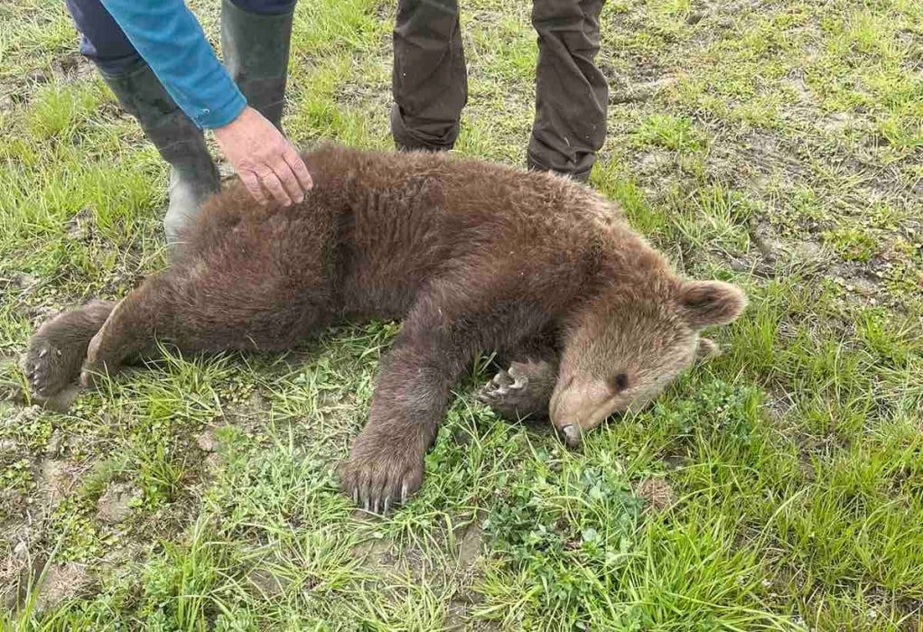 Σε συρμάτινη θηλιά πιάστηκε αρκουδάκι στις Πρέσπες – Το απελευθέρωσαν και το φρόντισαν 