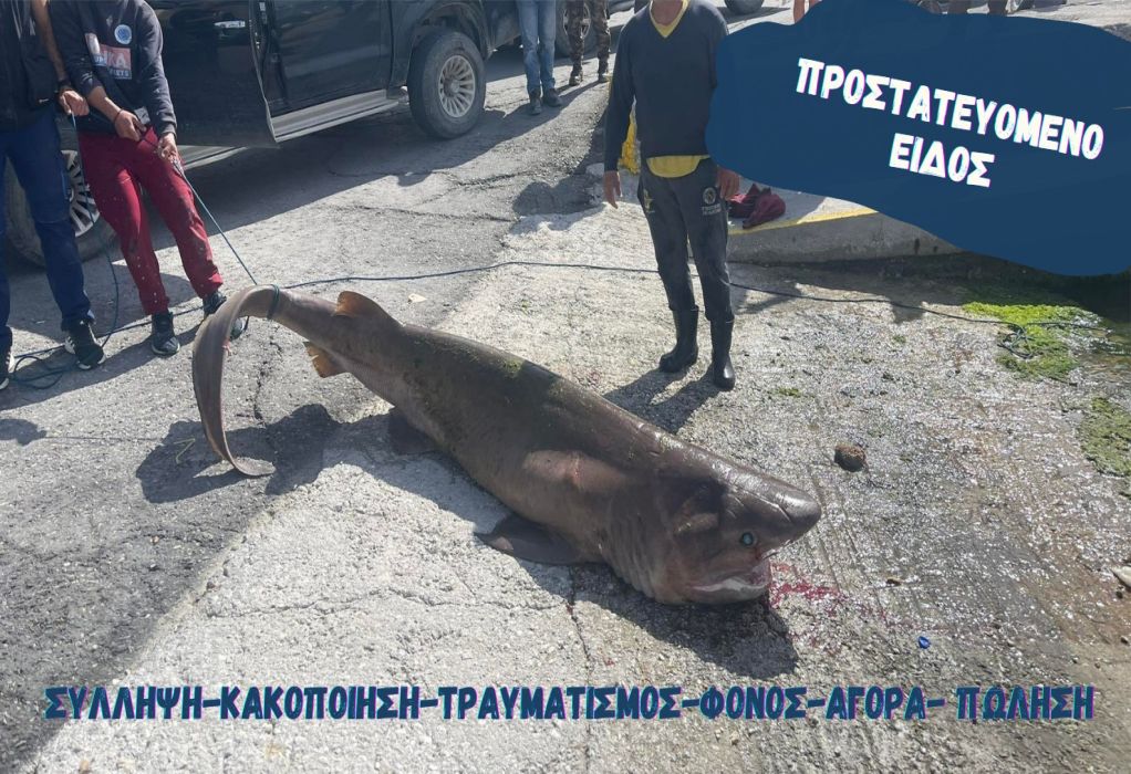 Ιεράπετρα: Ψαράδες αλίευσαν και σκότωσαν προστατευόμενο είδος καρχαρία (VIDEO)
