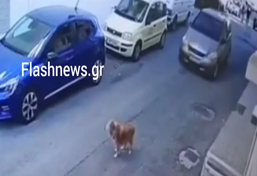 Κρήτη: Τι ισχυρίζεται η γυναίκα που πάτησε τον σκύλο – Κατέρρευσε μόλις άκουσε το πρόστιμο (VIDEO)