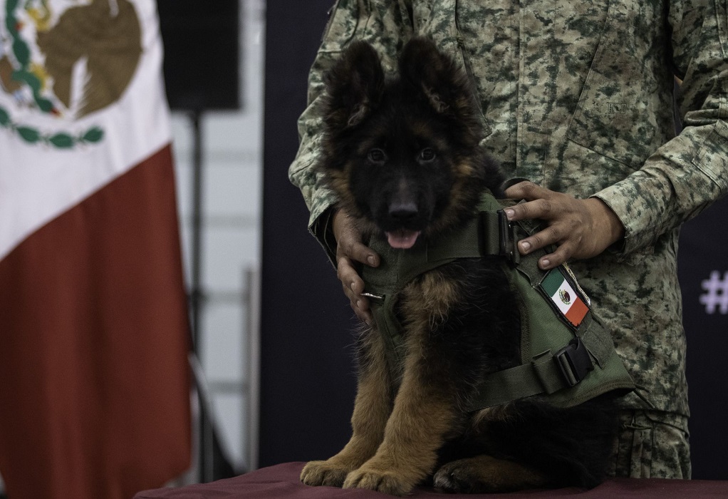 Αρκαντάς: Ο σκύλος που δώρισε η Τουρκία στο Μεξικό-Δείτε γιατί (VIDEO-ΦΩΤΟ)