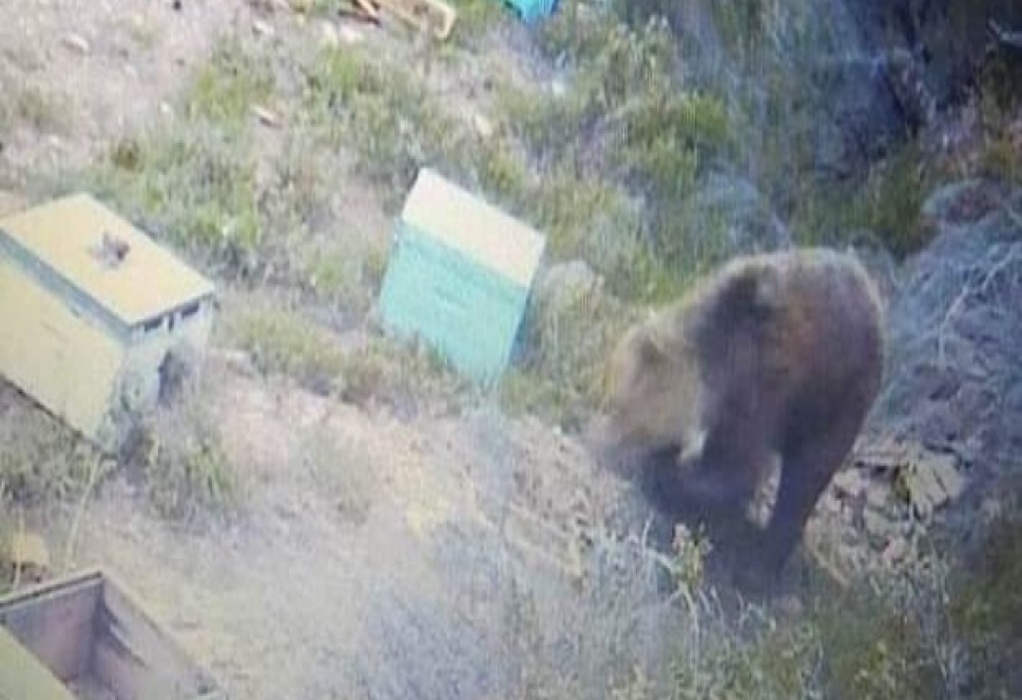 Αρκούδα… κόβει βόλτες στην ορεινή Χαλκιδική – Ξεκίνησε από τη Βόλβη και «σαρώνει» τα μελίσσια