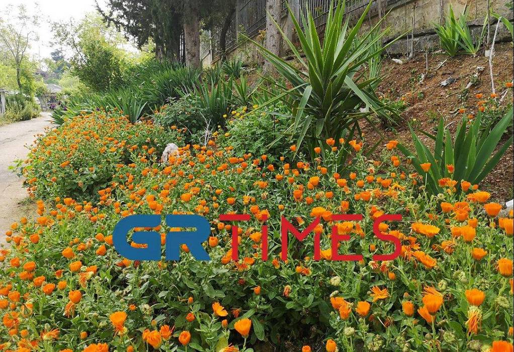 Θεσσαλονίκη: Μετέτρεψε έναν σκουπιδότοπο σε όαση πρασίνου και λουλουδιών και στέλνει… μηνύματα (ΦΩΤΟ-VIDEO)