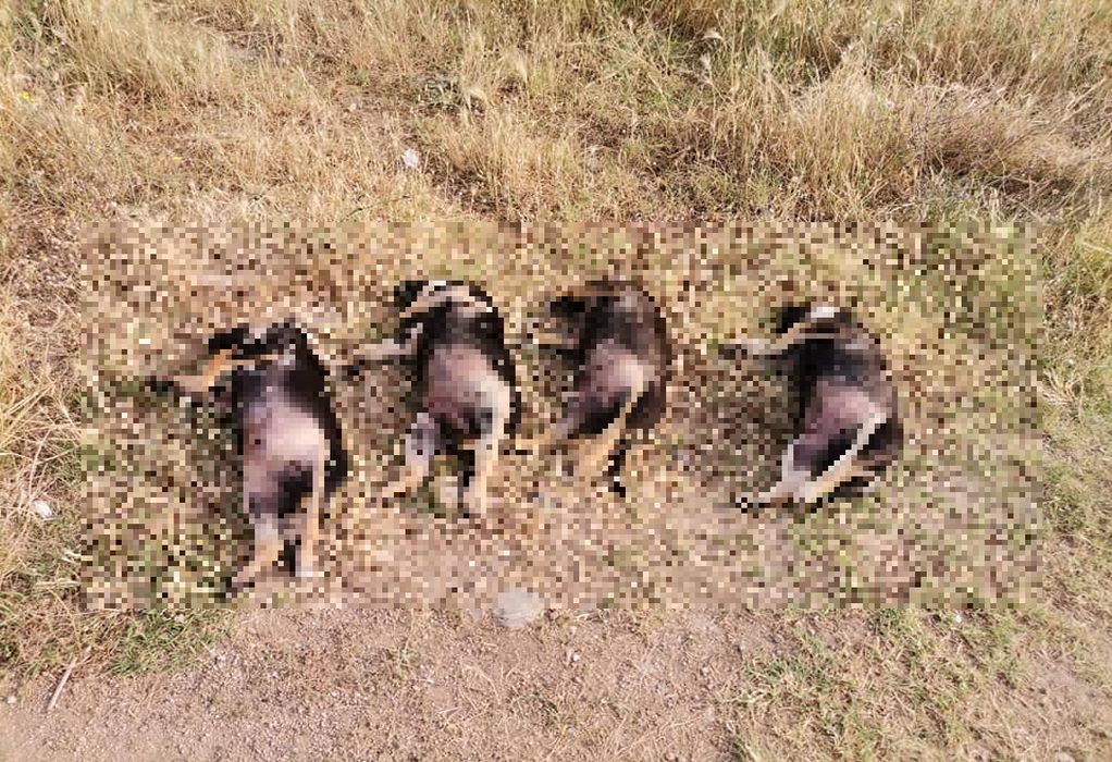 Εικόνες-ΣΟΚ από την Ξάνθη: Περιπατητής βρήκε τέσσερα νεκρά κουτάβια σε ορεινή περιοχή (ΦΩΤΟ)