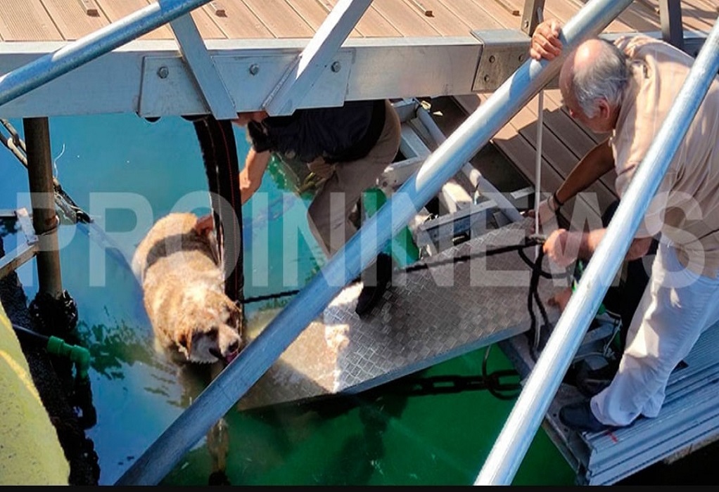 Καβάλα: «Σαφάρι» για την ανεύρεση του δράστη που κλώτσησε στη θάλασσα τον «Σπύρο» σκύλο-μασκότ του κέντρου