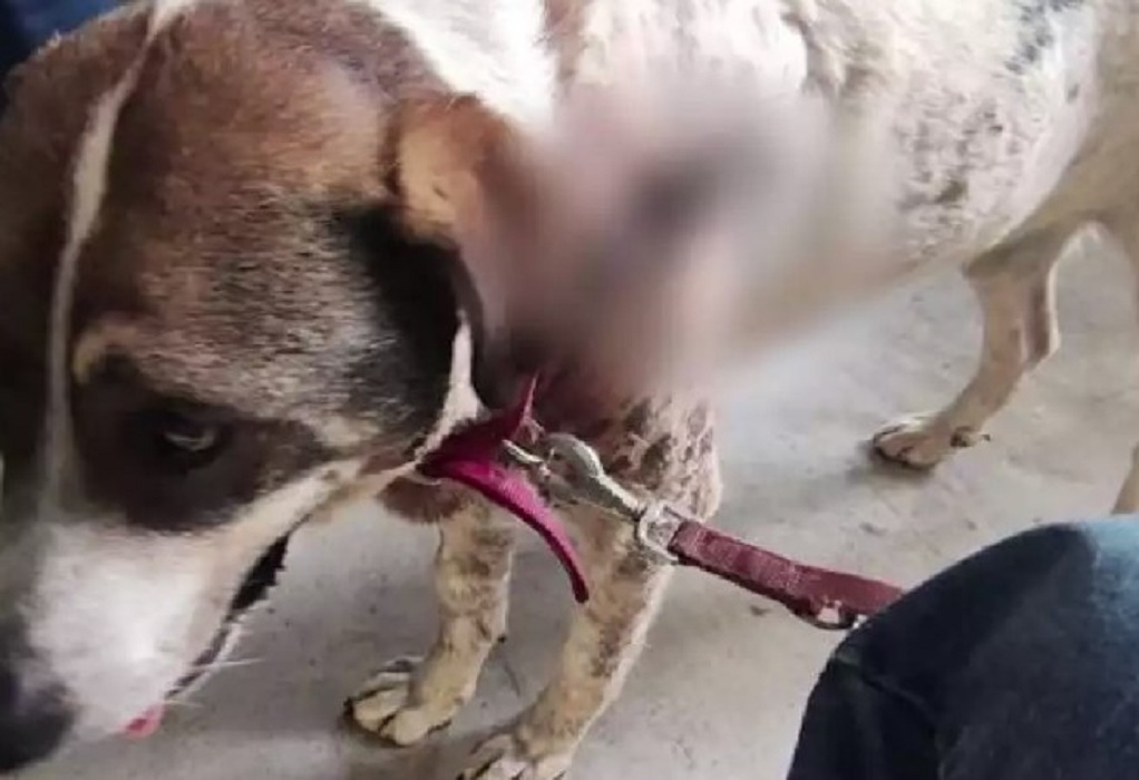 Κτηνωδία στον Βόλο: Άγνωστος πυροβόλησε αδέσποτο σκύλο με 20 σκάγια (VIDEO)