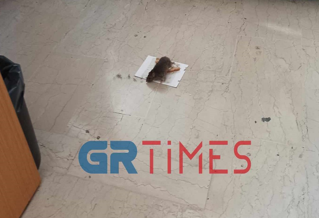 Ποντίκι κάνει τη βόλτα του σε τμήμα του δημαρχείου Καλαμαριάς (ΦΩΤΟ-VIDEO)
