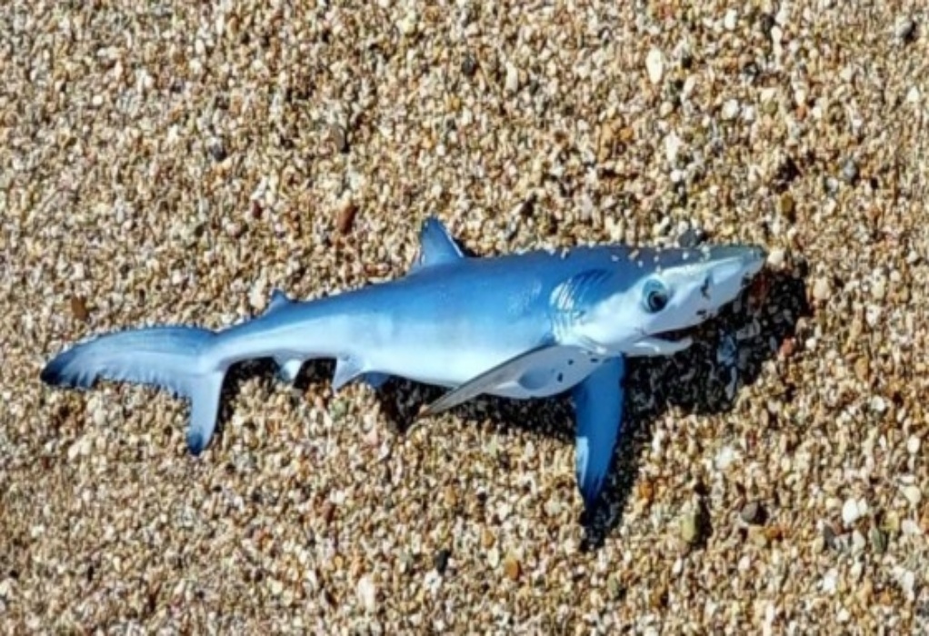 Γαλάζιος καρχαρίας βγήκε στα ρηχά σε παραλία της Νέας Χιλής (ΦΩΤΟ)