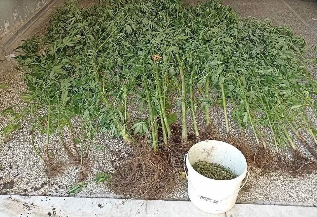 Πέλλα: Συνελήφθη για καλλιέργεια 33 δενδρυλλίων κάνναβης (ΦΩΤΟ)