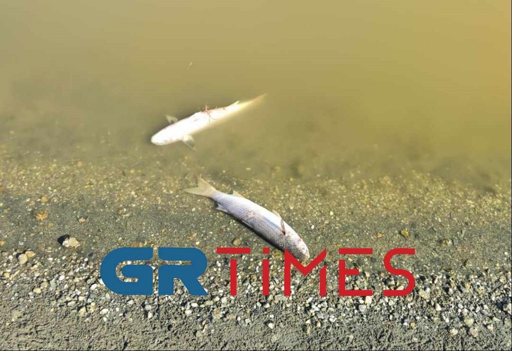 Χαλκιδική: Εκατοντάδες νεκρά ψάρια ξεβράζονται σε λιμνοθάλασσα (ΦΩΤΟ)
