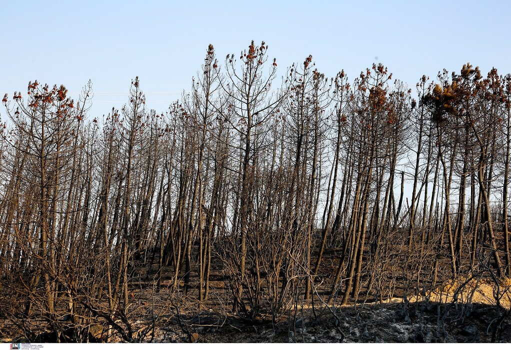 Σε ύφεση η πυρκαγιά στον Έβρο – Μάχη σε 82 «μέτωπα» σε όλη τη χώρα δίνουν οι πυροσβέστες