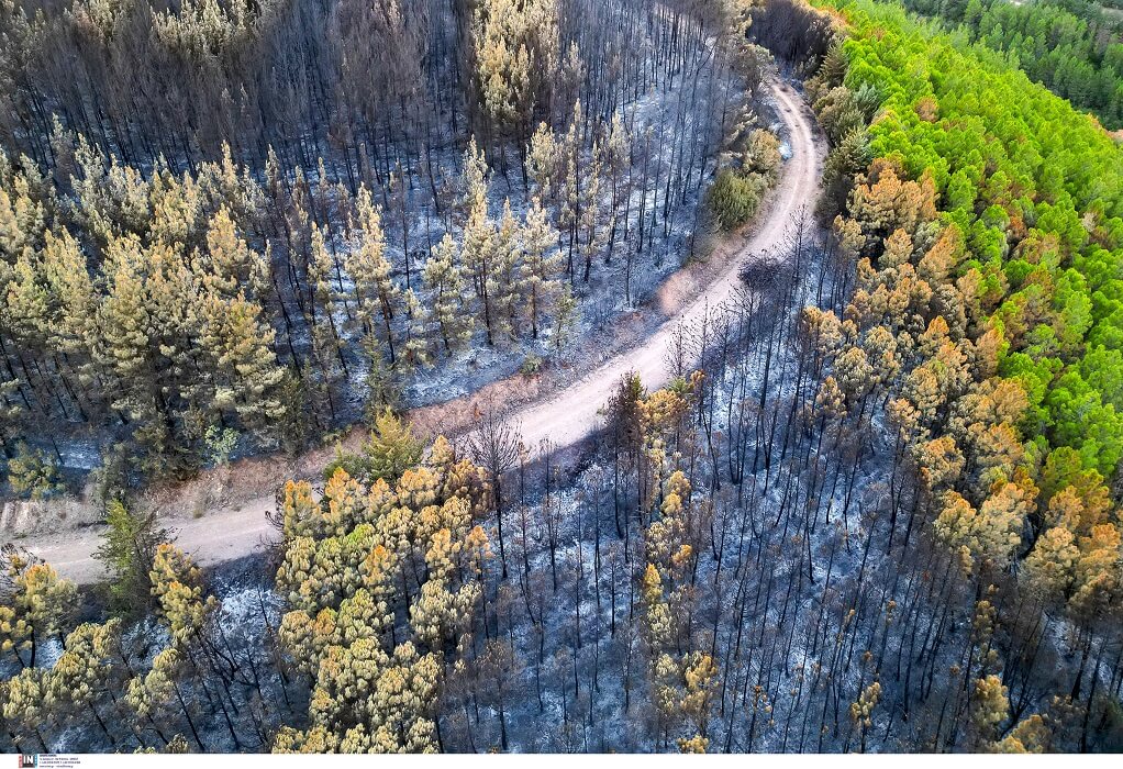 Πυρκαγιά στον Έβρο: Κάηκε σχεδόν το 60% του δάσους της Δαδιάς