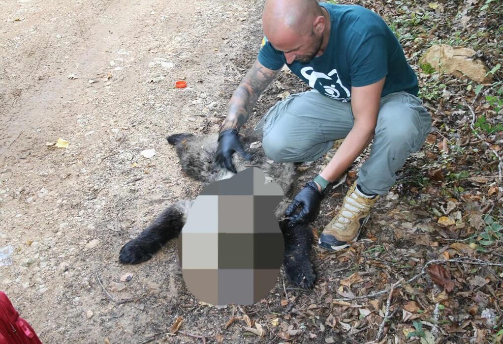 Κτηνωδία στη Φλώρινα: Λαθροκυνηγός πυροβόλησε και σκότωσε αρκουδάκι λίγων μηνών (ΦΩΤΟ)