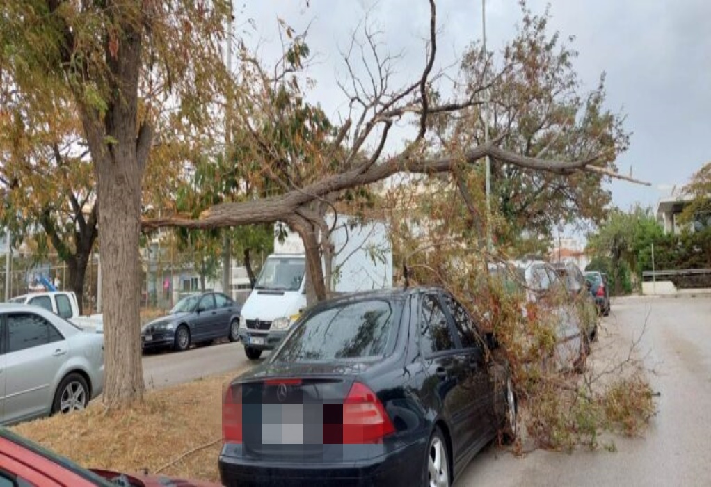 Ισχυροί άνεμοι 10 μποφόρ στην Αλεξανδρούπολη: Πτώσεις δέντρων και ζημιές σε αυτοκίνητα