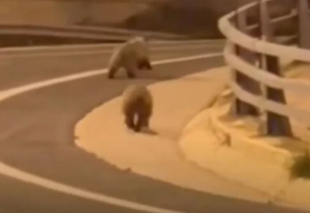 Αρκουδάκια έκοβαν βόλτες στην Εγνατία Οδό (VIDEO)