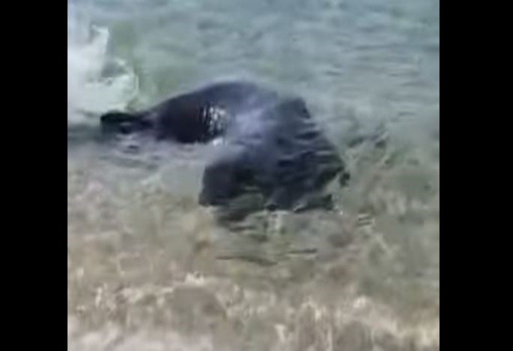 Χαλκιδική: «Παιχνιδιάρα» φώκια εμφανίστηκε σε παραλία του Ν. Μαρμαρά (VIDEO) 