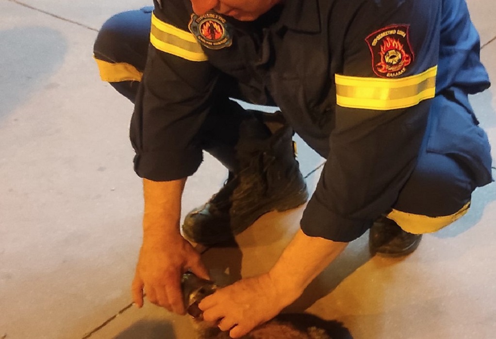Η Πυροσβεστική απεγκλώβισε το κεφάλι γάτας που «σφηνώθηκε» σε κονσερβοκούτι (ΦΩΤΟ)