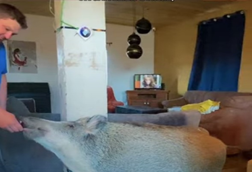 Απίστευτο: Ζευγάρι στο Βέλγιο έκανε κατοικίδιο έναν αγριόχοιρο (VIDEO)