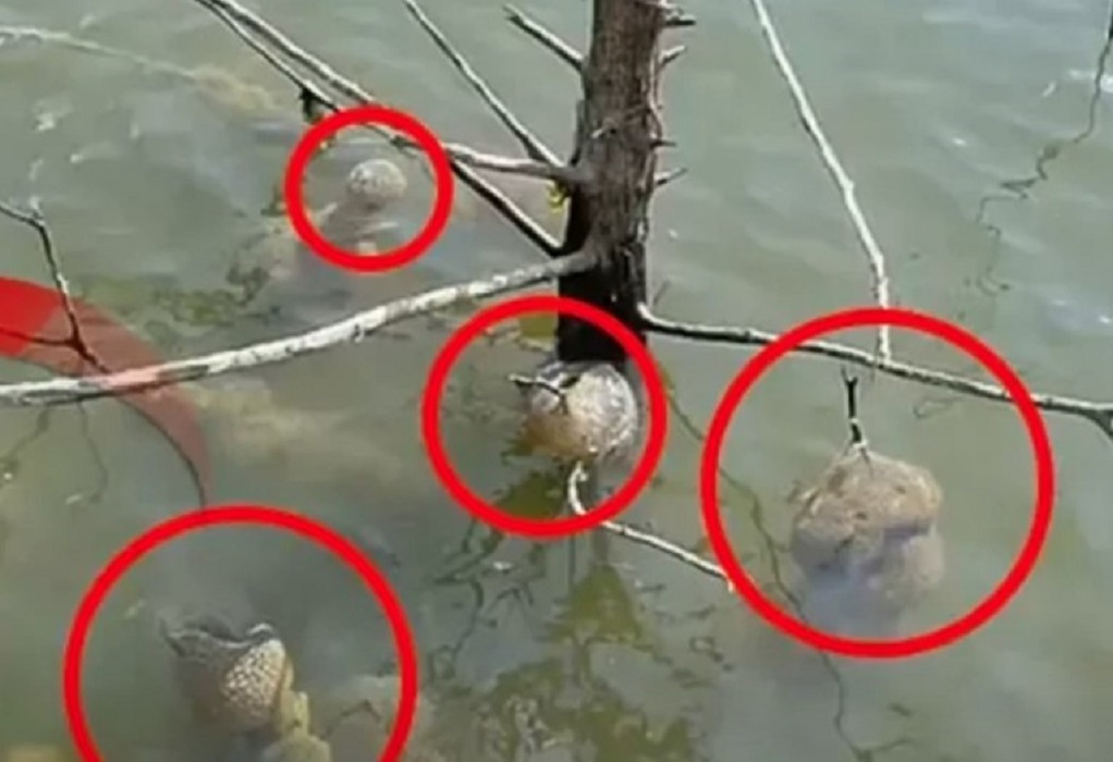 Τα «αυγά του Γκοτζίλα» εντοπίστηκαν σε λίμνη – Η επιστημονική εξήγηση (VIDEO)