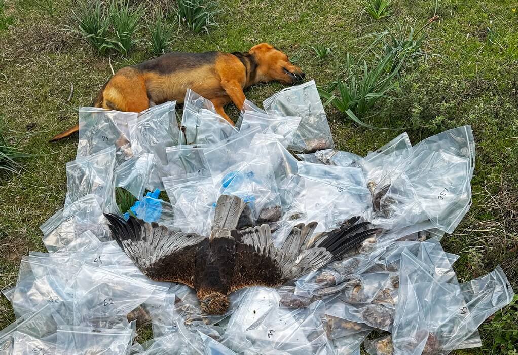 ΟΦΥΠΕΚΑ: Σοβαρό περιβαλλοντικό έγκλημα-Εντοπίστηκαν 193 δηλητηριασμένα δολώματα στα ορεινά της Θεσσαλίας