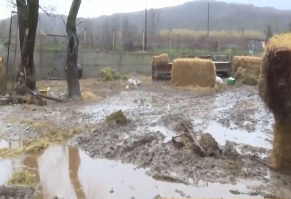 Κραυγή αγωνίας από κτηνοτρόφο στην Κατερίνη: Έχασε πάνω από 300 ζώα από την κακοκαιρία (VIDEO)
