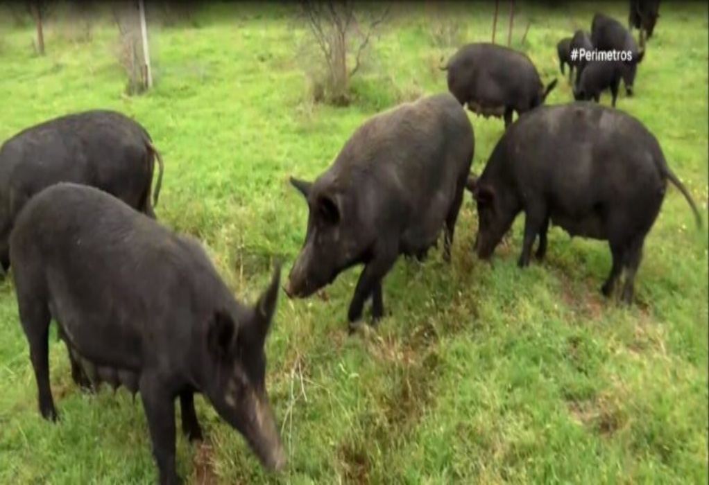 Εκτροφή αυτόχθονα μαύρου χοίρου στο Κιλκίς (VIDEO)